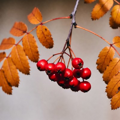Red Mountain Ash Berries on Autumn Branch
