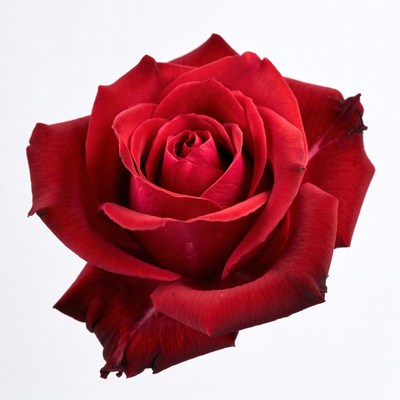 Red Rose on White Background
