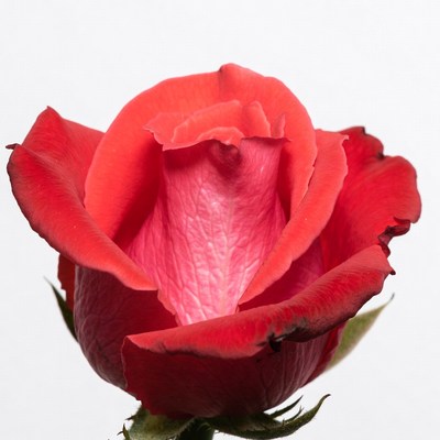 Red Rose Flower Closeup
