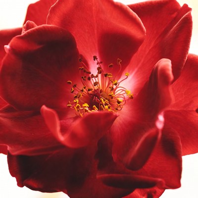 Red Rose Flower Closeup