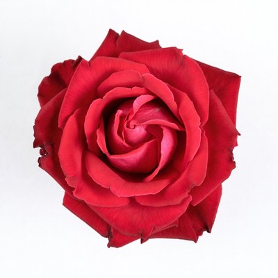 Red Rose Top View