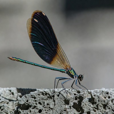 Colorful damselfly on rock