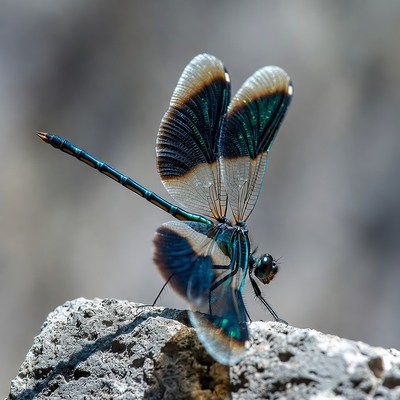 Colorful Dragonfly on Rock