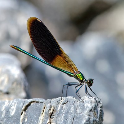 Colorful damselfly on rock