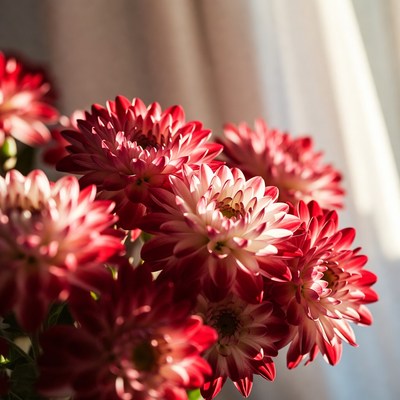 Red Dahlia Flowers by Window
