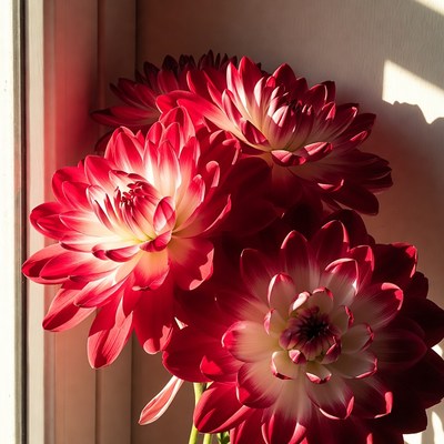 Red Dahlia Flowers by Window