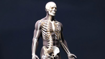 3D Human Male Skeleton Model