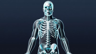 Glowing Human Skeleton Front View