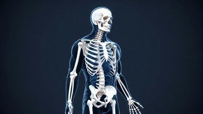 3D Human Male Skeleton Front View
