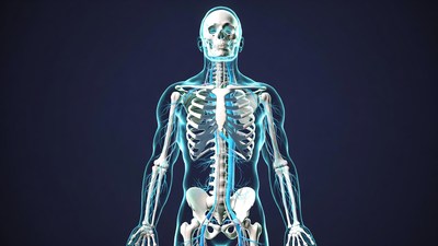 3D Human Skeleton Illustration