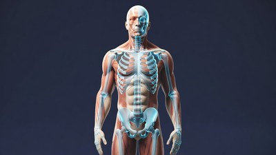 Human male anatomy illustration