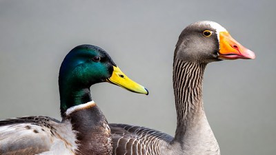 Mallard Duck and Goose Side by Side