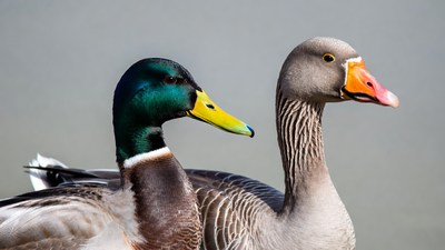 Mallard Duck and Goose Together