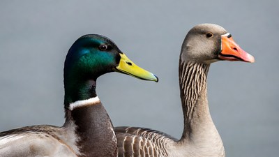 Mallard Drake and Gray Goose Together
