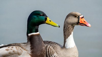 Mallard Drake and Gray Goose