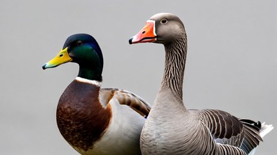 Mallard Duck and Gray Goose Together