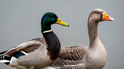 Mallard Duck and Goose Together