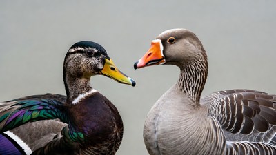Mallard and Goose Facing Each Other