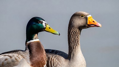 Duck and Goose Facing Forward