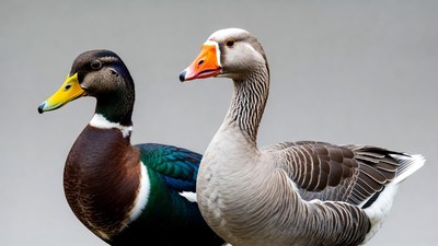 Mallard Duck and Goose Together