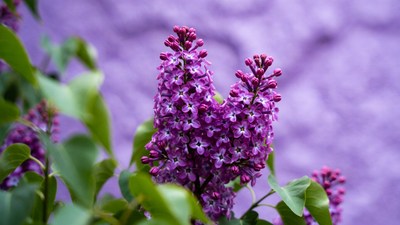 Purple lilac flowers close-up