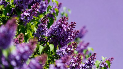Purple Lilac Flowers Blooming