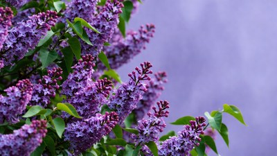 Purple Lilac Flowers Cluster