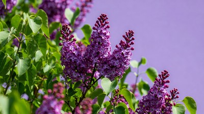 Lilac flowers on green leaves