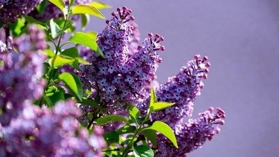 Purple Lilac Flowers Blooming