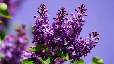 Lilac Flower Cluster Blooming