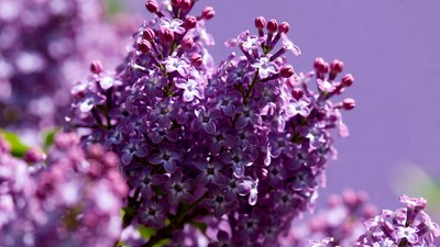 Purple lilac flower cluster
