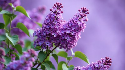 Purple lilac flower clusters