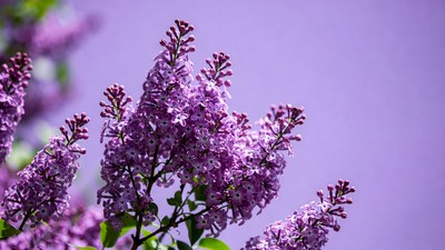 Purple lilac flowers cluster