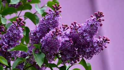 Purple Lilac Flowers on Green Leaves