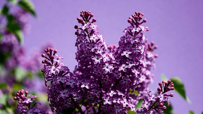 Purple Lilac Flower Cluster