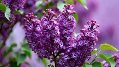 Purple lilac flower cluster