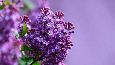 Lilac Flowers on Purple Background
