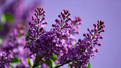 Purple lilac flower clusters