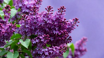 Purple Lilac Flowers Cluster