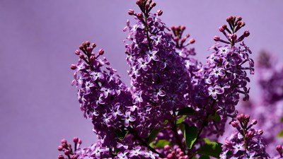Purple Lilac Flowers Cluster
