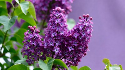 Purple Lilac Flower Cluster