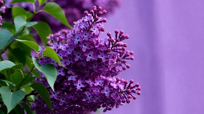 Purple Lilac Flowers Cluster