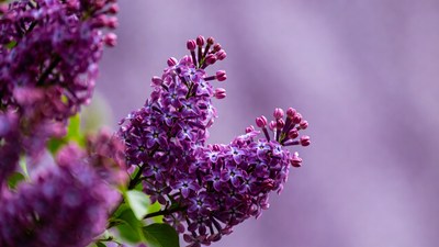 Purple lilac flower cluster