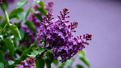 Purple lilac flower cluster