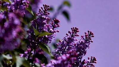 Purple Lilac Flowers Blooming