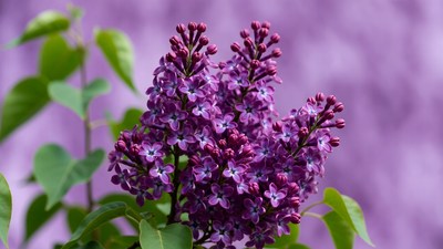 Purple Lilac Flower Cluster