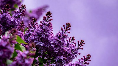 Purple Lilac Flowers Closeup