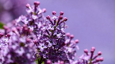 Purple lilac flower cluster