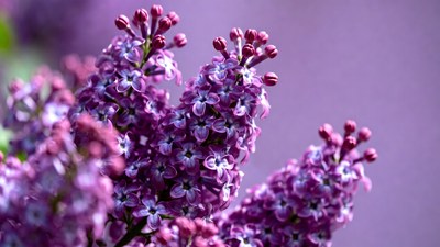 Purple Lilac Flower Cluster