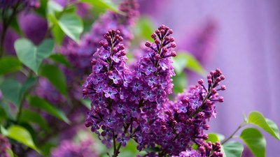 Purple lilac flower cluster